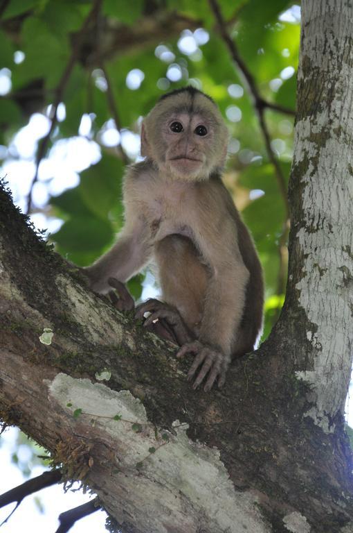 Hakuna Matata Amazon Lodge Archidona المظهر الخارجي الصورة