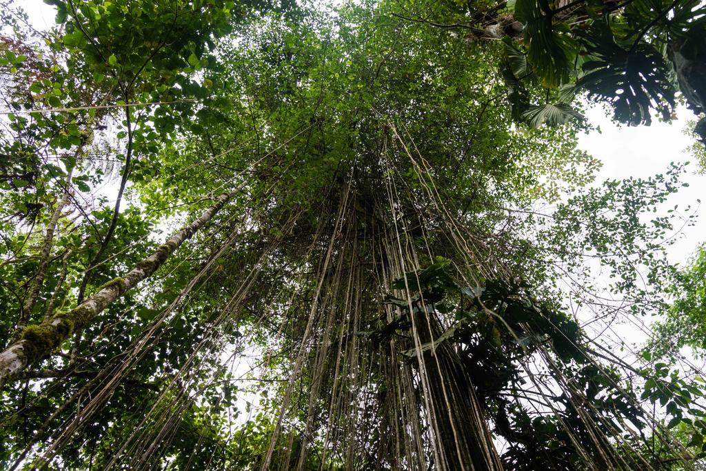 Hakuna Matata Amazon Lodge Archidona المظهر الخارجي الصورة
